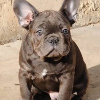 Francuski buldog stenci