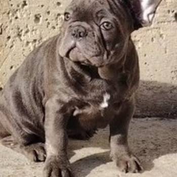 Francuski buldog stenci