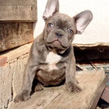 Francuski buldog stenci