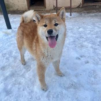 Shiba inu štenci od vrhunskih roditelja