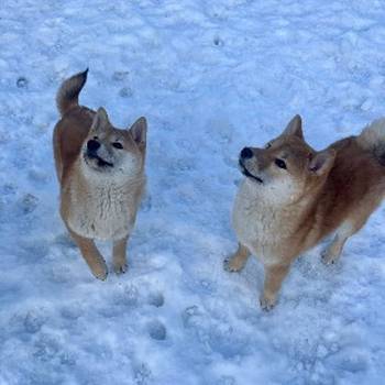 Shiba inu štenci od vrhunskih roditelja