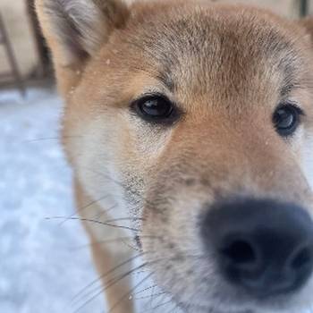 Shiba inu štenci od vrhunskih roditelja