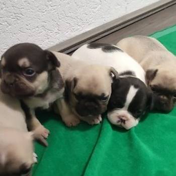 Francuski buldog stenci