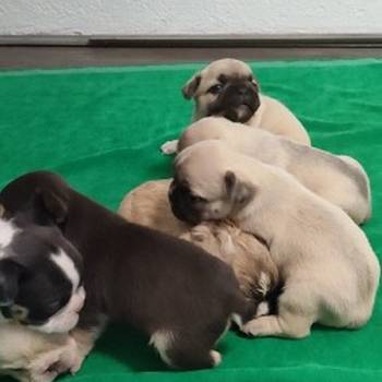 Francuski buldog stenci