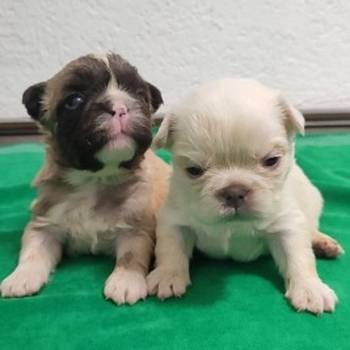 Francuski buldog stenci