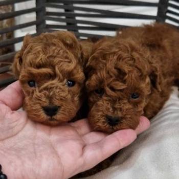 Registrovana odgajivacnica Hopy queen poodle