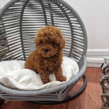 Registrovana odgajivacnica Hopy queen poodle