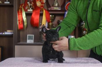 Francuski Buldog, vrhunskog porekla