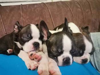 Boston terijer dve devojčice I tri dečaka