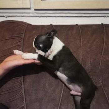 Boston terijer dve devojčice I tri dečaka