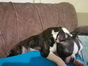 Boston terijer dve devojčice I tri dečaka