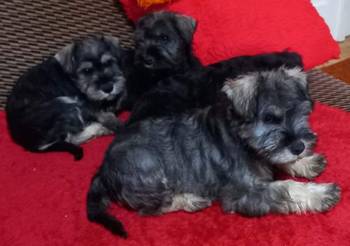 Štenci patuljastog šnaucera