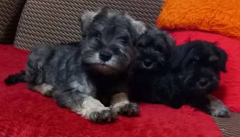 Štenci patuljastog šnaucera