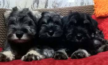 Štenci patuljastog šnaucera