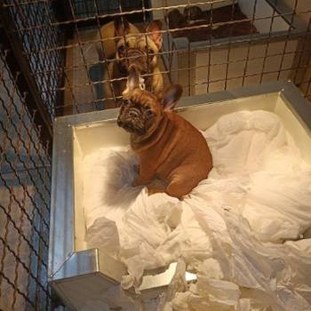 Francuski buldog, štenci