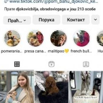 Maltipoo vrhunske genetike