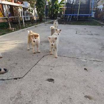 Japanska Akita štenci