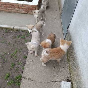 Japanska Akita štenci