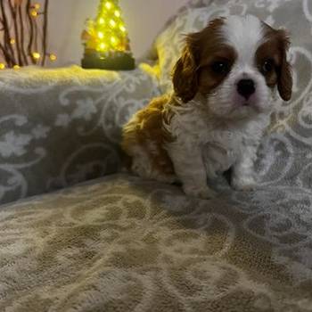 Kavalijer španijel kralja Čarlsa