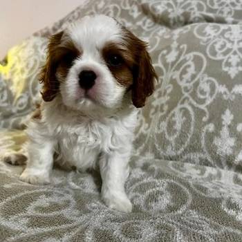 Kavalijer španijel kralja Čarlsa