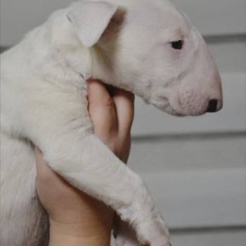 Bulterijer vrhunski štenci