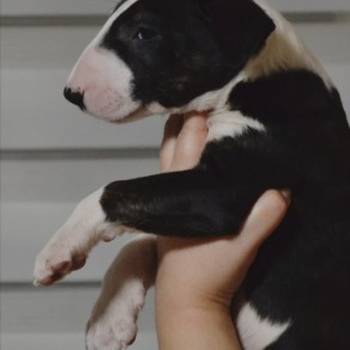 Bulterijer vrhunski štenci