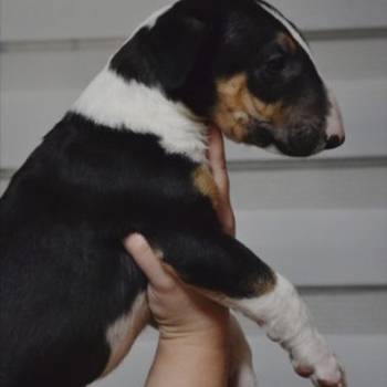 Bulterijer vrhunski štenci