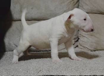 Bulterijer vrhunski štenci