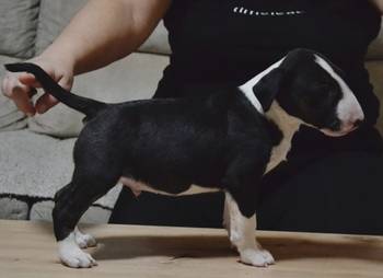 Bulterijer vrhunski štenci