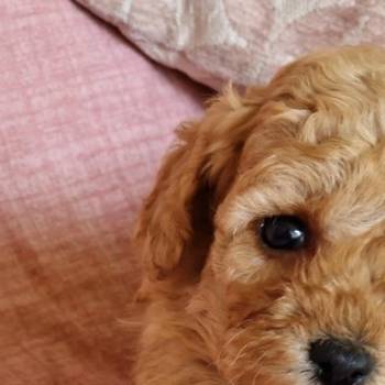 Toy pudle maleni mečići spremni za preuzimanje