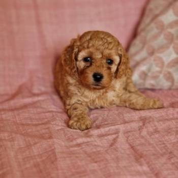 Toy pudle maleni mečići spremni za preuzimanje