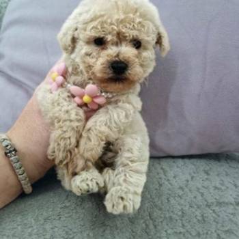 Toy pudle maleni mečići spremni za preuzimanje