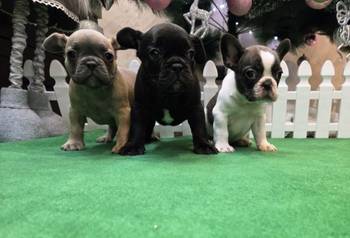 Francuski buldog štenci