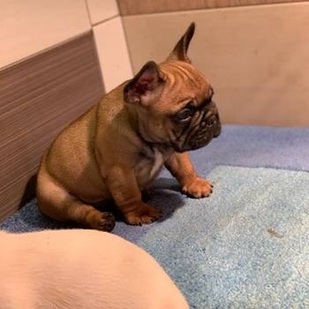 Francuski buldog "Od kuce don"