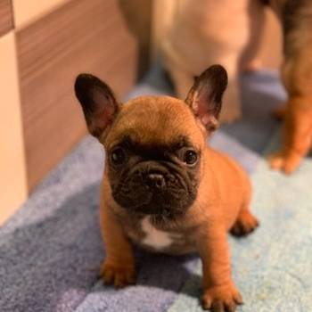 Francuski buldog "Od kuce don"