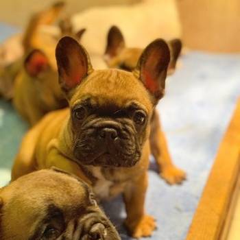 Francuski buldog "Od kuce don"