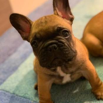 Francuski buldog "Od kuce don"