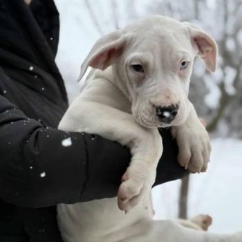 Dogo Argentino. zensko stene