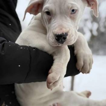 Dogo Argentino. zensko stene
