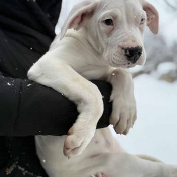 Dogo Argentino. zensko stene