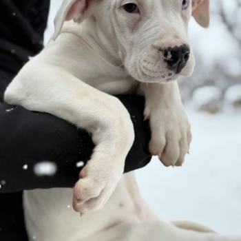 Dogo Argentino. zensko stene