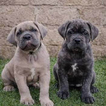 Cane Corso štenci