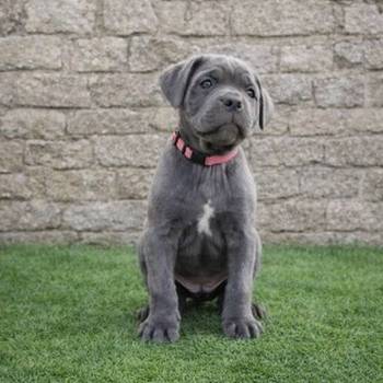 Cane Corso štenci