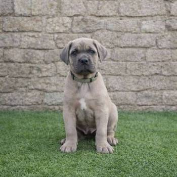 Cane Corso štenci