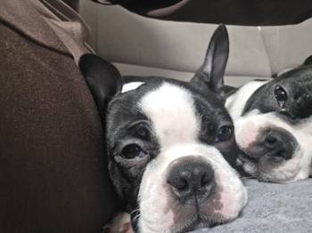 Boston terijer stenci