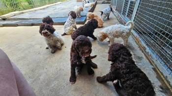 Lagotto Romagnolo, dostupni štenci