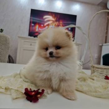 Pomeranci boo pravi medvedici