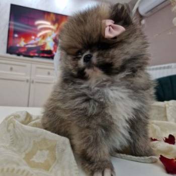 Pomeranci boo pravi medvedici