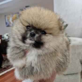 Pomeranci boo pravi medvedici