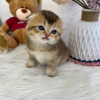 Skotski fold i straight mace